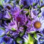 Blaue Lotusblumen