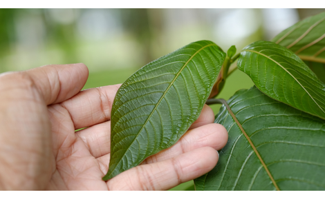 Kratom Guide for Beginners