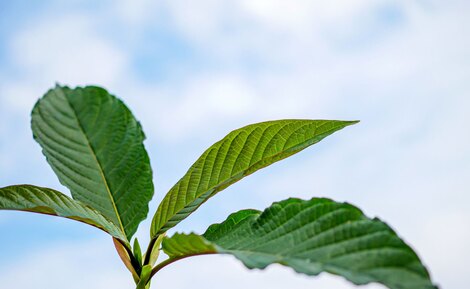 Is Kratom Legal in the Netherlands? 2026 | GoPure.shop