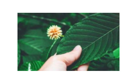 Is Kratom really sustainable?