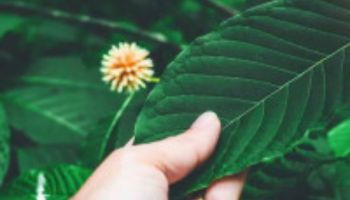 Le kratom est-il vraiment durable ? | GoPure Blog
