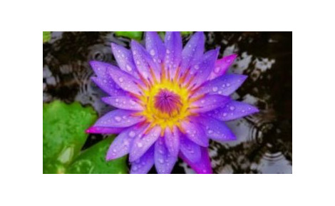 Lotus Bleu – Plante merveille d’Égypte | GoPure Blog