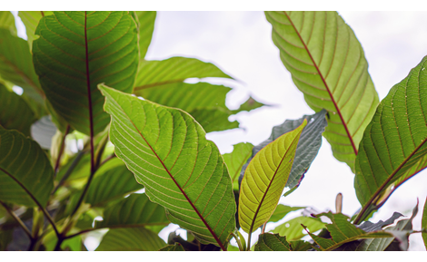 Qu'est-ce que le kratom ? Guide complet | GoPure Blog