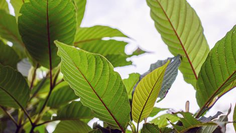 Qu’est-ce que le kratom – Guide ultime : origines, variétés & usages | GoPure Blog
