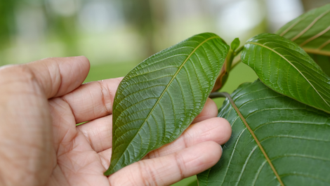 Guide du kratom pour débutants | GoPure Blog