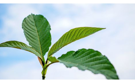 Rouge, vert ou blanc : quel kratom choisir? | GoPure