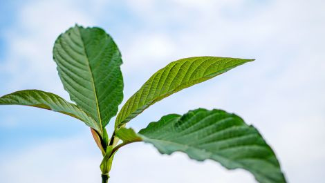 Quel est le meilleur type de Kratom pour vous ? Rouge, Vert ou Blanc?