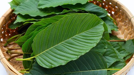 Is Kratom Legal in Germany? 2026 Status | GoPure.shop